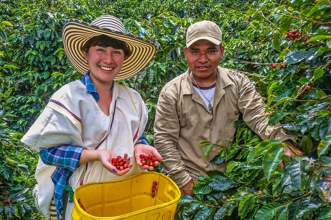 Coffee lovers shouldn't miss the opportunity to learn about how their favourite beverage is harvested and produced. (Handout photo via Viator.com)